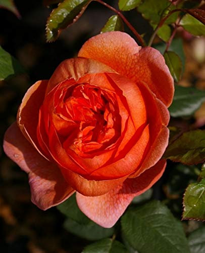 Rosa Summer Song® syn. Austango® - Englische Rose - Austin-Rose Duft++++