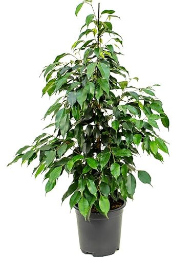Ficus benjamina Natural Árbol para Interior o Exterior
