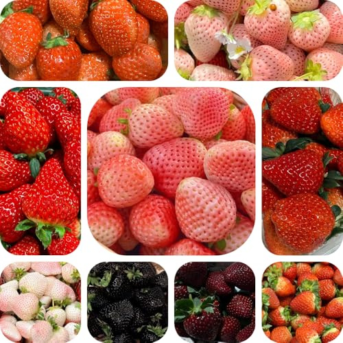 semillas de fresa, para balcón resistentes interior Jardín con frescas y orgánicas decorar 700pcs