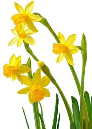 DECOALIVE Flores de Narciso Amarillo Bulbo Natural para Terraza y Jardín