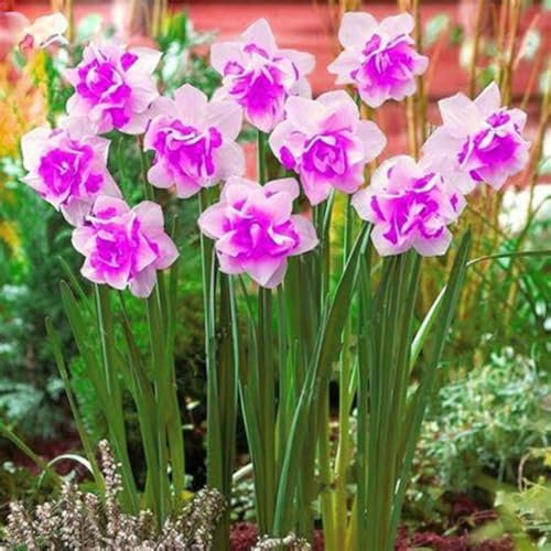 Narciso bulbi,piante erbacee perenni,narcisi bulbi rosa,narciso fiore bulbi,narcisi bulbi mix,bulbi di fiori doppi, bulbi belli e sani,daffodil bulbi(senza semi,non artificiali)-4bulbi-B