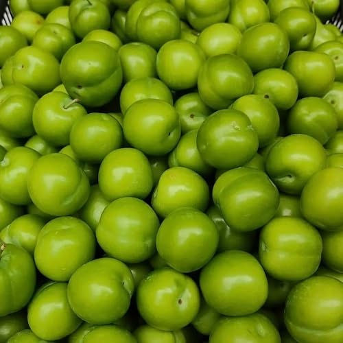 10pcs Plum Tree Seeds Green