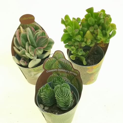 Set di 3 piante grasse vere da collezione in vasi diam. 6.5 cm- CRASSULA.
