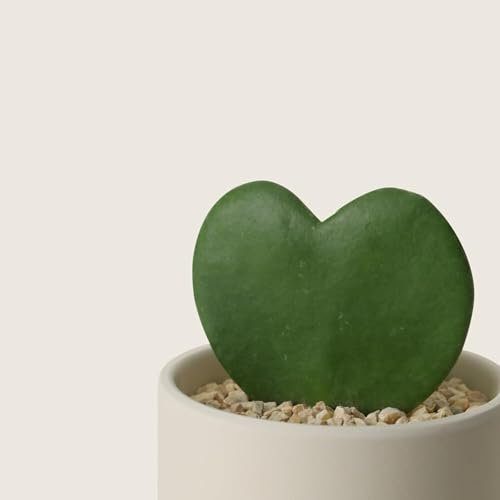 Carbeth Plants - 1 x Hoya kerrii Indoor Plant in 7cm Pot - Sweetheart Hoya Heart Shaped Leaf Evergreen Succulent Houseplant - Easy to Care for Beginner Friendly Plant Lover Gift