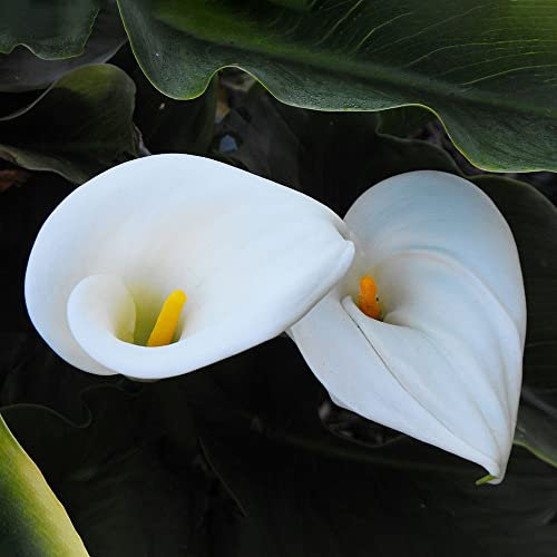 Calla Zwiebeln 2 Weiß Blumenzwiebeln Ostergeschenk Blumen Garden Calla Lilie Zwiebeln Pflanzen Winterharte Pflanzen FüR Garten BlüTen Blumen Zwiebeln