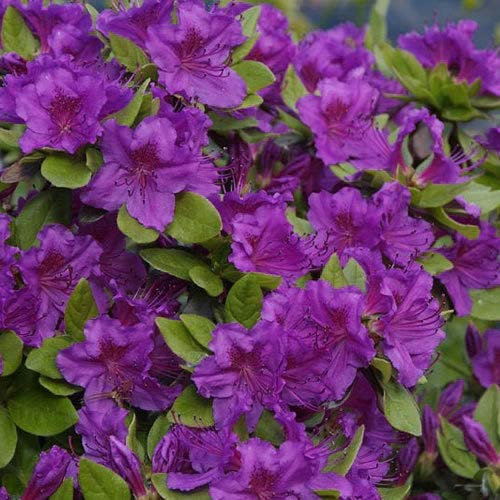 1 X Azalea 'Geisha Viola' Giapponese arbusto sempreverde pianta in Vaso
