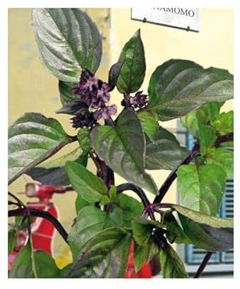 Pezzi - 30x Basilico Canella Erbe Giardino Piante - Seme KS264 - Seeds & Plants Shop by Ipsa