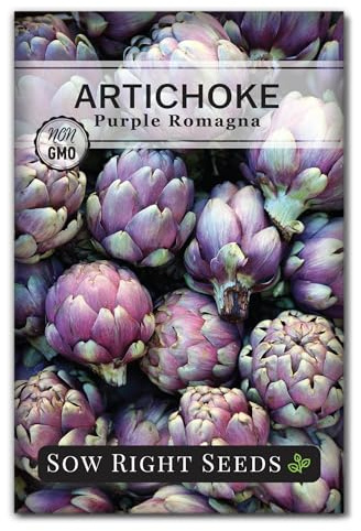 Sow Right Seeds - Artichoke Purple Romagna Seeds for Planting - Non-GMO Heirloom Packet with Instructions to Plant and Grow Outdoor Home Vegetable Garden - Perennial - Tall with Edible Flower Buds