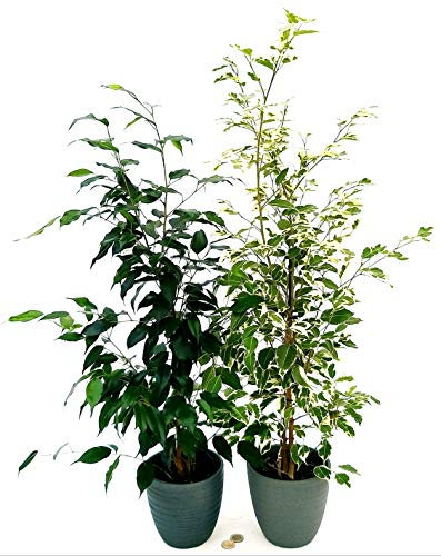 POWERS TO FLOWERS - FICUS BENJAMIN VARIEGATO e VERDE IN VASO CERAMICA ANTRACITE A RIGHE, altezza 60cm, piante vere
