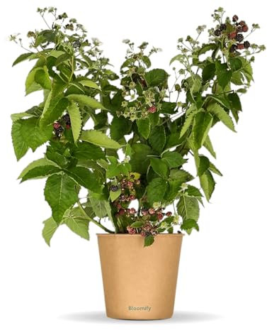 Bloomify® Bio Brombeere Bernd | 60-80 cm hohe ertragreiche Brombeeren Pflanze | winterhart und pflegeleicht | leckere Früchte für Garten oder Kübel | selbstbestäubend