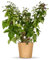 Bloomify® Bio Brombeere Bernd | 60-80 cm hohe ertragreiche Brombeeren Pflanze | winterhart und pflegeleicht | leckere Früchte für Garten oder Kübel | selbstbestäubend