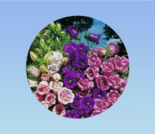 400 Graines de Campanules à Grandes Fleurs - Variété 'Medium Single Flower' - Fleurs Clochettes Élégantes pour Jardin et Massifs