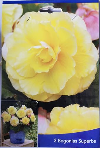 3 Bulbes de Bégonias Superba Jaune Cal 5+