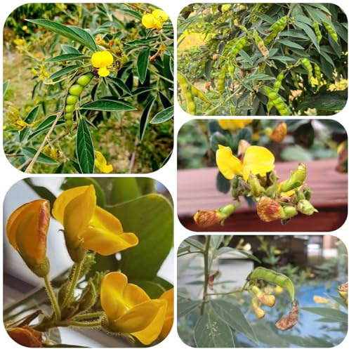 semillas de frijol arbustivo orgánico de jardín judías verdes en resistentes tradicionales, raras, decoración jardín 10pcs