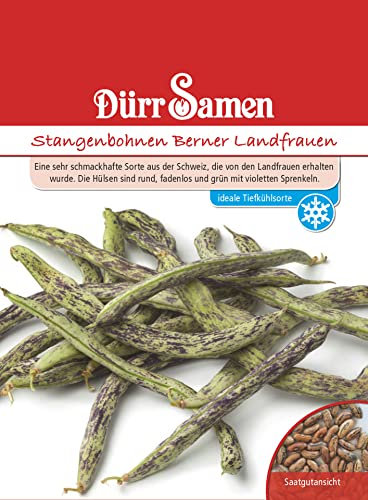 Stangenbohnen Samen Berner Landfrauen Bohnensamen Grüne Violette Bohnen ca 80 Korn Saatgut Gemüse Garten Hochbeet Kübel Dürr Samen