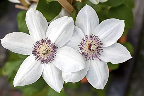 Clematis Hybride 'Miss Bateman' 60-100 cm - Waldrebe, weiße Blüten mit grünem Hauch, Blütezeit Mai-Juni, ideal für Rankgerüste, pflegeleicht