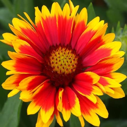 12 unità Gaillardia 'Arizona Sun' - Perenne Gaillardia Vaso 9x9cm ±1 m² - Fiore Perennante con Fiori Rossi e Gialli per Giardini