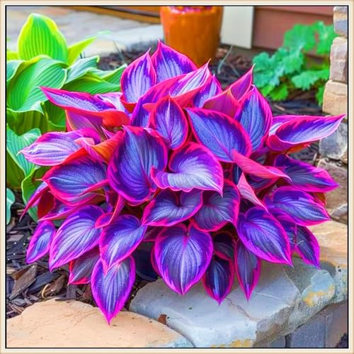 Hosta rari Invernale Perenne Facile da coltivare Giardini Regalo pronto-4Cipolle-d