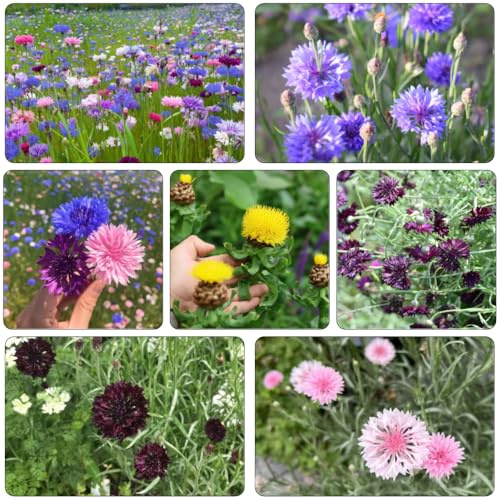 semi Fiordaliso di decorazioni giardino per esterni selvaggi perenni resistente giardino primavera selvaggi balcone 300pcs