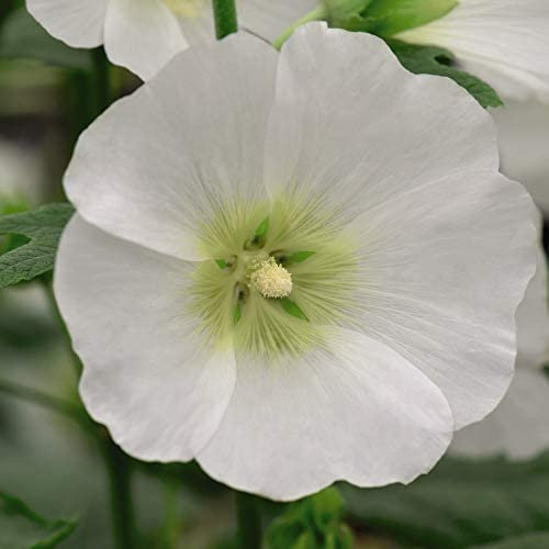 Hollyhock Seeds 'Halo White' Alcea rosea Hardy Perennial Flowering Garden Plants Easy to Grow Your Own at Home Bright White Flowers 1 Packet of 50 Hollyhock Seeds by Thompson and Morgan