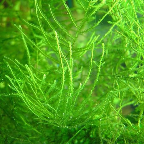 Mousse de Java Vivante pour Aquarium d'Eau Douce, Plante Aquatique pour Crevettes et Écrevisses Naines