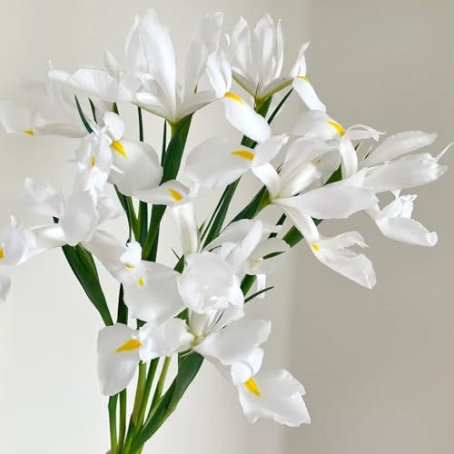 Semillas de iris - semillas de raras Iris tectorum - exóticas Las de jardín son resistentes silvestres perenne 150pcs
