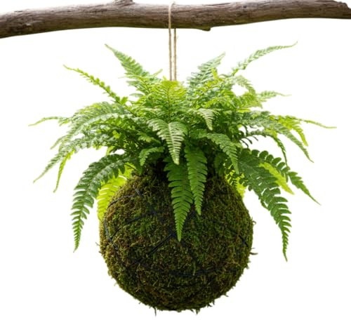 Kokedama Natural de Helecho Bostón Planta Viva de Interior Artesanal | DECOALIVE Decoración Natural