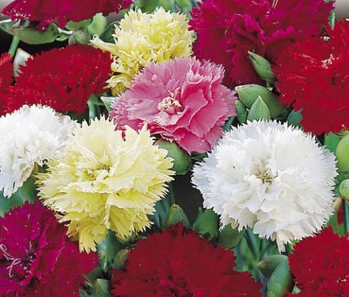 GAROFANO Chabaud COLORI MISTI Dianthus caryophyllus - 120 Semi Bulk