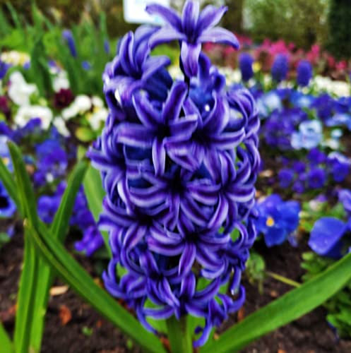 Hyazinthenzwiebeln : Hyacinthus - Hyazinthe  Blue Jacket  duftend 5 Blumenzwiebeln