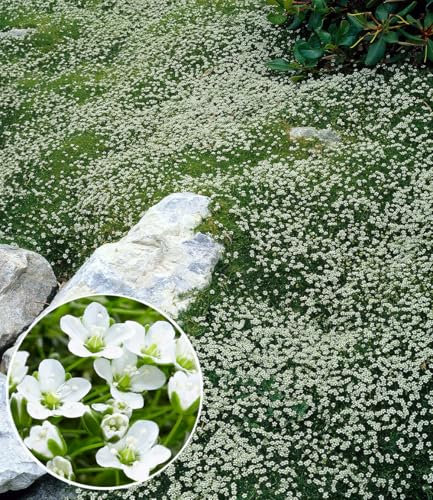 BALDUR Garten Winterhartes Sternmoos,3 Pflanzen, immergrüner Bodendecker mit Sternblüten, bildet dichte Teppiche im Garten, pflegeleicht & anspruchslos, winterhart, mehrjährig