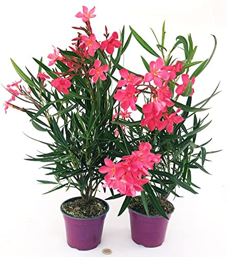 POWERS TO FLOWERS - OLEANDRO ROSA INTENSO, 2 PIANTE, vaso 18cm diametro, altezza 60cm, piante vere