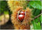 Edelkastanie Castanea sativa Pflanze 35-40cm Esskastanie Maronen Maroni Kastanie