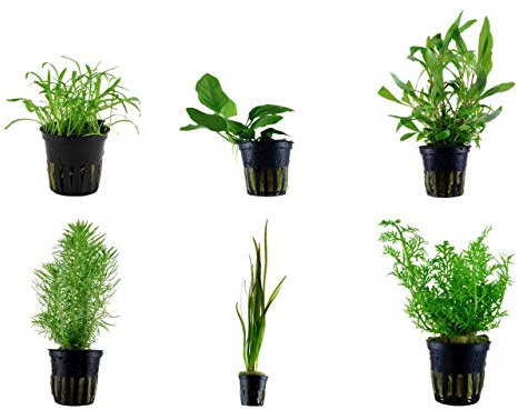 Tropica Einsteiger Set mit 6 einfachen Topf Pflanzen Aquariumpflanzenset Nr.4 Wasserpflanzen Aquarium Aquariumpflanzen