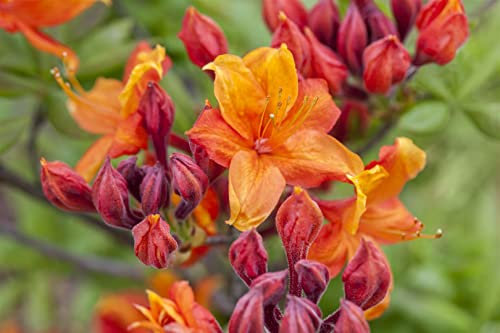 Rhododendron luteum 'Sunny Boy' 30-40 cm - Gelber Rhododendron, leuchtend gelbe Blüten, Blütezeit Mai-Juni, ideal für Rabatten, bienenfreundlich, winterhart