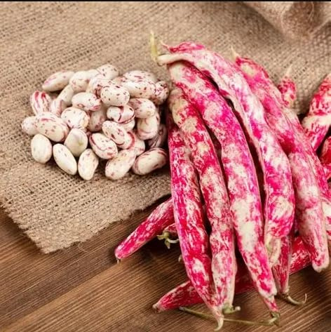 Semi Fagioli Rampicanti Borlotto Lingua di Fuoco, Produzione Alta per Orto, 50g borlotti beans 'tongue of fire'