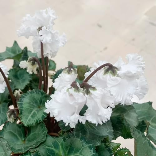 Semi di ciclamino - resistenti semi di biologici, bomboniere ornamentali esotici farfalla decorazione primaverili selvatici 320pcs