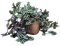 Tradescantia zebrina (maceta 13 cm Ø) - Planta viva de interior