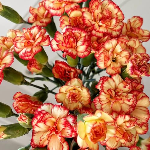 Semi di garofano, esotiche di garofano selvatico, semi di da appartamento regali per gli amanti del giardino 150pcs