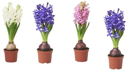 Bulbos de Jacintos para Jardín Pack de 4 Unidades Bulbos Hyacinthus