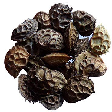 Portal Cool Paquete de semillas: 15 Gramos: Individual Esparceta - Onobrychis viciifolia - Onobrychis - (abonos verdes - Sem05