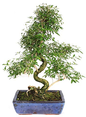 Bonsái de Serissa Phoetida Árbol Natural de Riego Moderado