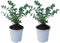 Plant in a Box - Eucalyptus Pulverulenta 'Baby blau' - 2er Set - Eukalyptus - Topf 12cm - Höhe 25-40cm