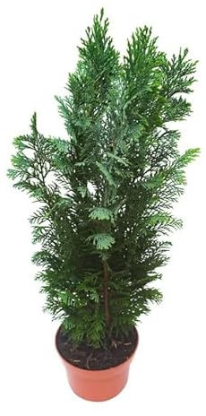 Árbol Natural - CIPRÉS - Seto para el Exterior