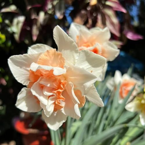 bulbi di narcisi perenni resistenti, balcone interno, Los bulbos de son jardín rocce resistenti, 7pcs