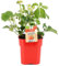 Planta de Fresas Planta Natural Que Genera Frutos para el Hogar