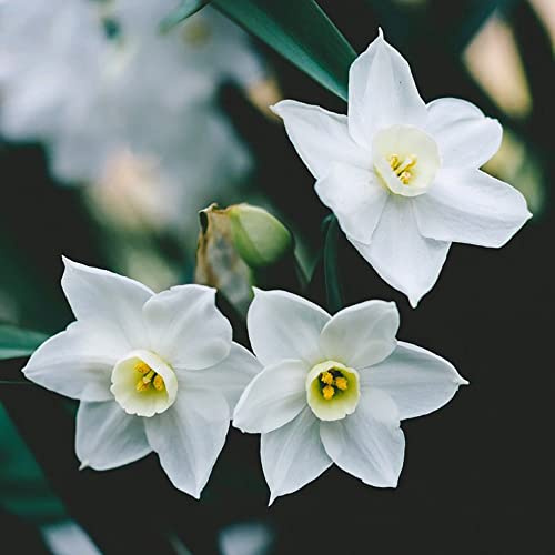 narcisi resistenti da esterno,per gli amanti del giardino Bulbi di resistenti all'inverno da balcone,esterno per il balcone,in vaso,4Bulbo