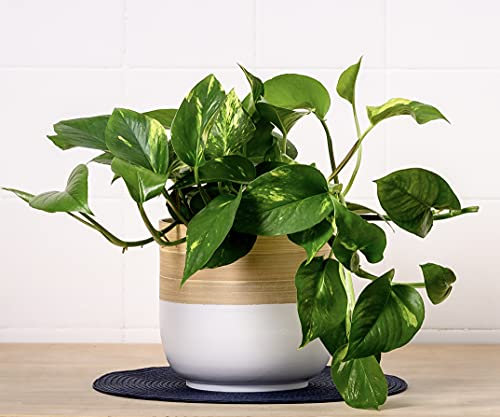 Epipremnum Aureum | Houseplant | Trailing Indoor Plant | Devil's Ivy