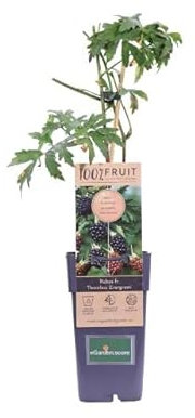 Zarzamora Natural la Planta que te Ayudará a Crear un Espacio Verde y Nutritivo en tu Hogar