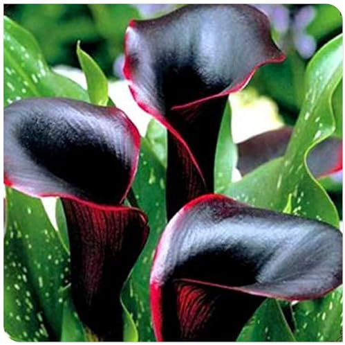 Calla Lily Zwiebeln Calla lily plant Calla winterhart mehrjährig Calla zwiebeln winterhart mehrjährig