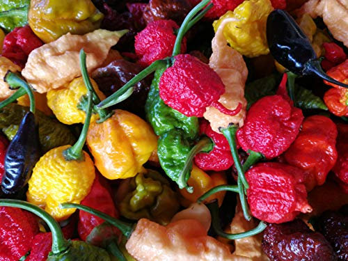 50 SEMI DI PEPERONCINO DELLE 5 VARIETA' PIU' PICCANTI AL MONDO CON CAROLINA REAPER moruga scorpion sepia serpent jay's scorpion e borg